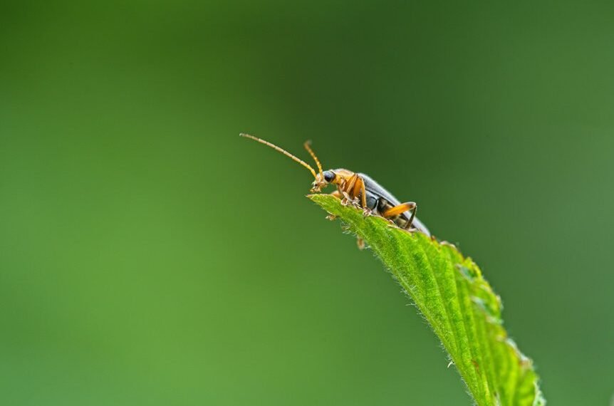 a beginner s bug fix guide